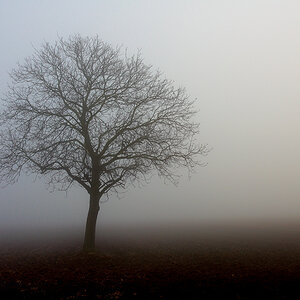Feb Tree3