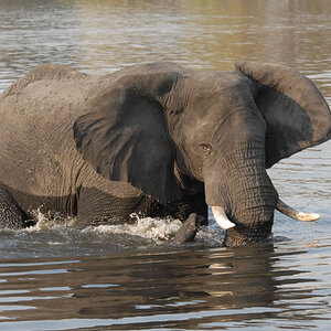 Elefant
Brennweite 135, 1/250 sek, ISO 400, F8
Aufgenommen freihand, Chobe