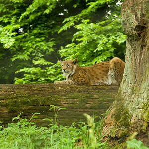 Luchs