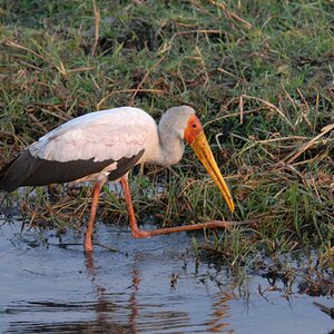 Nimmersatt
Brennweite 400, 1/160 sek, ISO 400, F7,1
Aufgenommen freihand, Chobe