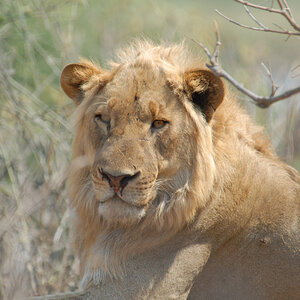 Löwe
Brennweite 400, 1/160 sek, ISO 100, F6,3
Aufgenommen aus dem Auto, aufgelegt, Chobe