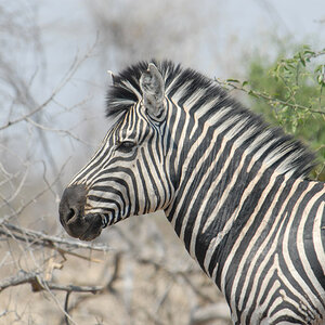 Zebra
Brennweite 400, 1/180sek, ISO 100, F7,1
Aufgenommen freihand, Chobe