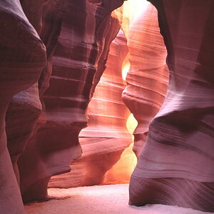 Antelope