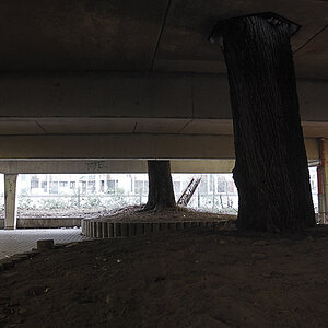 baum