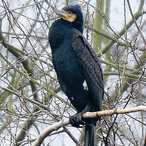 Vögel 4 0063