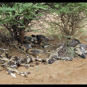 wild dog struck by lightning 023 bearbeitet 1