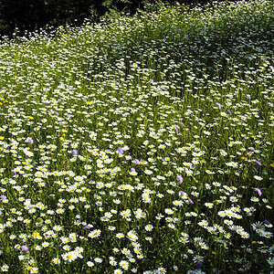 Blumenwiese1