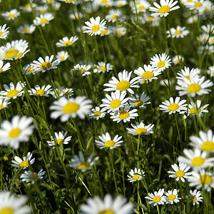 Blumenwiese2