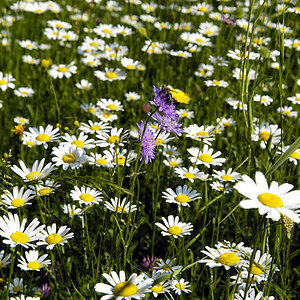 Blumenwiese3