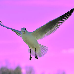Vogel2