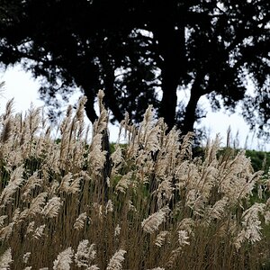 Maremma #20