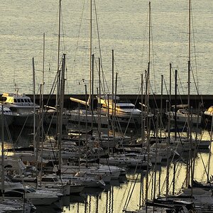 Maremma #21