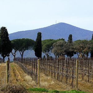 Maremma #24
