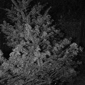 Weihnachtsbaum 2008