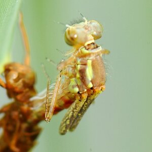 D2X 5235 web