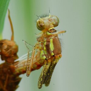 D2X 5247 web