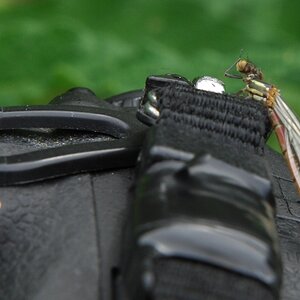 D2X 5255 web