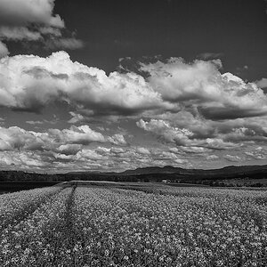 comp DSC01073 SW