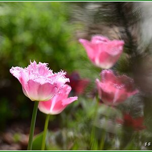 Tulpen