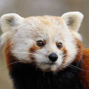kleiner Panda
TG Nürnberg