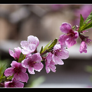 Pfirsichblüten