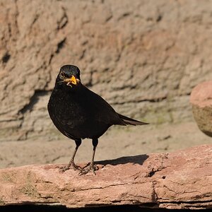 Amsel -
fette Beute