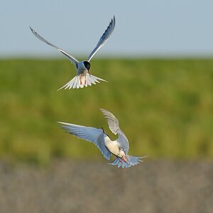 comp DSC 3423
