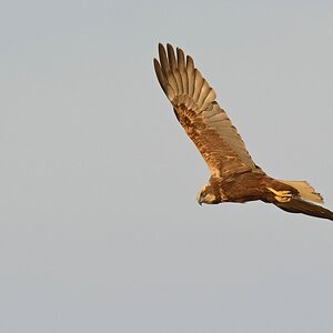 comp DSC 4123