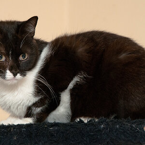 Katze von AnjaC