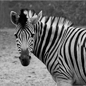 Zebra 02NF