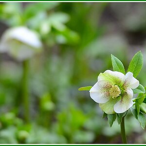 Christrose