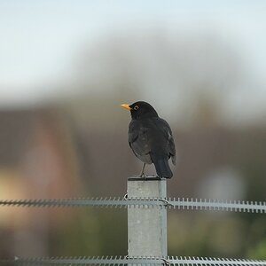 Huch

Erster Versuch mit Sigma 150-500 OS. Freihand