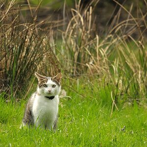 was will der hier

Erster Versuch mit Sigma 150-500 OS, Freihand