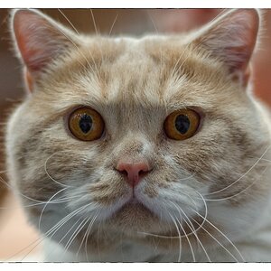 Katze DSC 5212