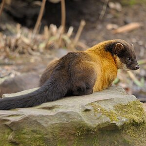 Buntmarder
Tiergarten Nürnberg