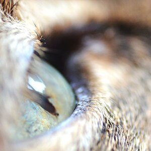 cats eye