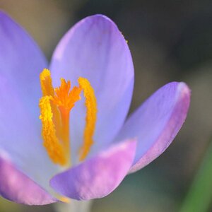 springtime