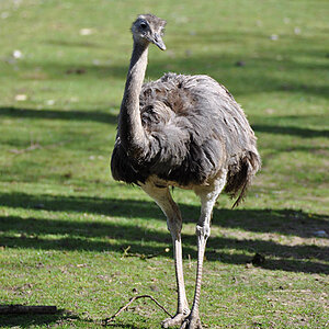 Nandu