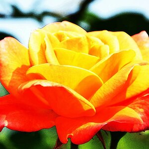 rose
