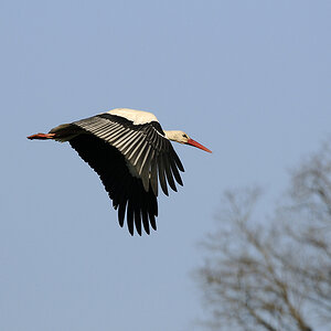 Storch (Mitzieher 1)