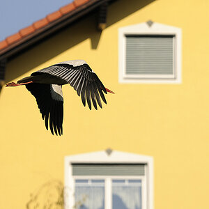 Storch (Mitzieher 2)