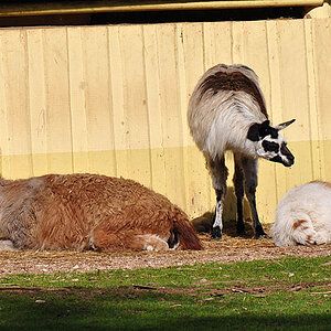 Lama trio