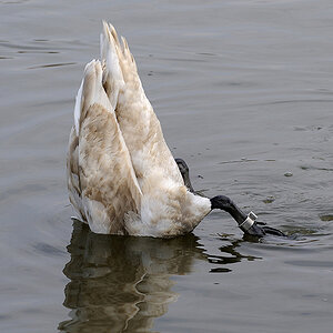 Schwan