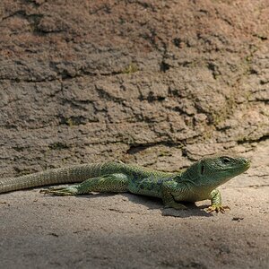 Perleidechse
Tiergarten Nürnberg