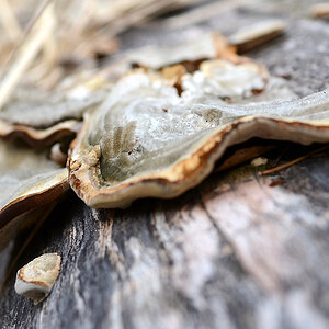 kDSC 2897