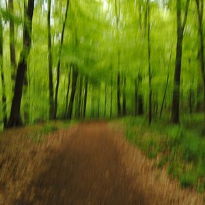 Rimburger Wald