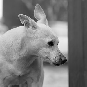 SC DSC 1142sw