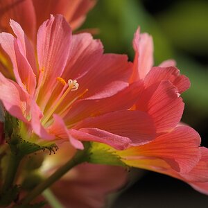 Bitterwurz (lewisia)