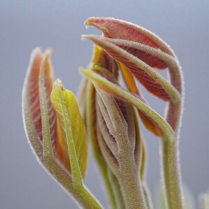 120331 Nussbaum 013 A