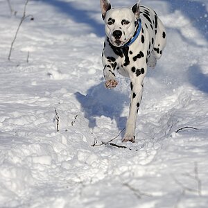 Rennen im Schnee